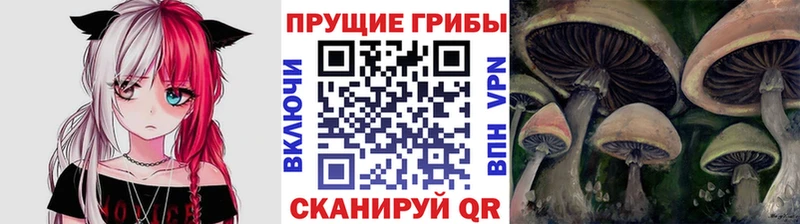 где продают наркотики  Светогорск  mega как войти  Галлюциногенные грибы мицелий 